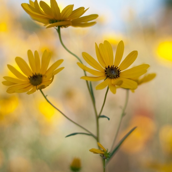 Meet your Posher, Elisabeth - Picture 1 of 1